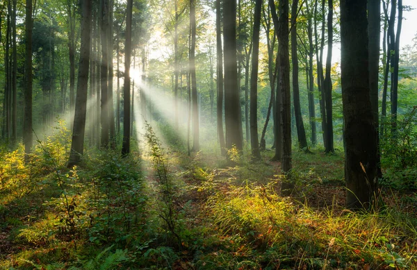 depositphotos forest rays, Order of Bards, Ovates & Druids.