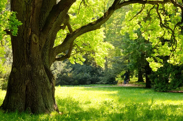 depositphotos oak tree, Order of Bards, Ovates & Druids.
