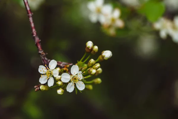 hawthorn blossom, Order of Bards, Ovates & Druids.