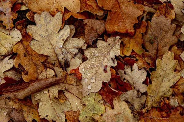 winter oak leaves, Order of Bards, Ovates & Druids.